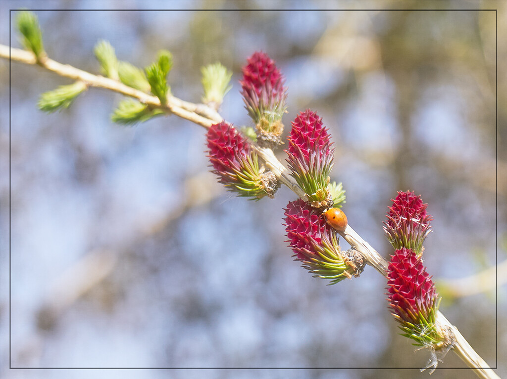 Six Future Larch Cones and One Little Bug by gardencat