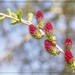 Six Future Larch Cones and One Little Bug by gardencat