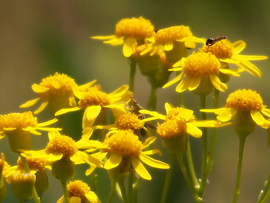 Small's ragwort with a couple of visitors... by marlboromaam