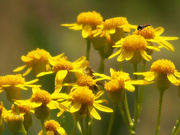 4th May 2022 - Small's ragwort with a couple of visitors...