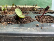 3rd May 2022 - Sunflower seeds