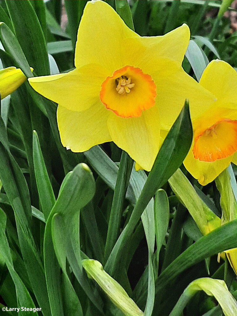 Wild daffodil by larrysphotos