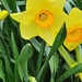 Wild daffodil by larrysphotos