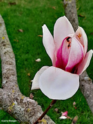 3rd May 2022 - Tulip tree bloom