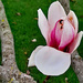 Tulip tree bloom by larrysphotos