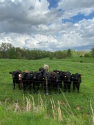 3rd May 2022 - Curious cows