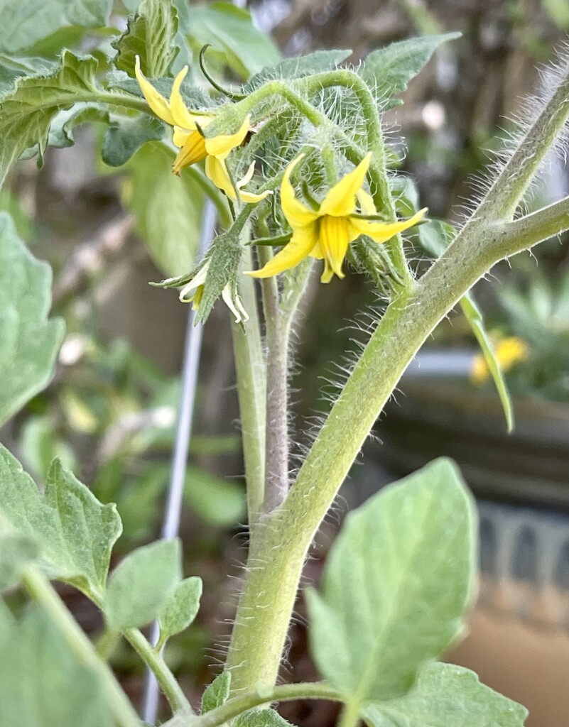 My tomato plants are blooming!  by ctclady