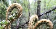 3rd May 2022 - New Fern Fronds
