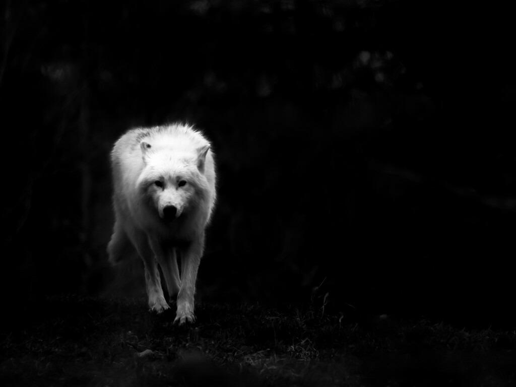 arctic wolf by northy