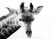 3rd May 2022 - baby giraffe