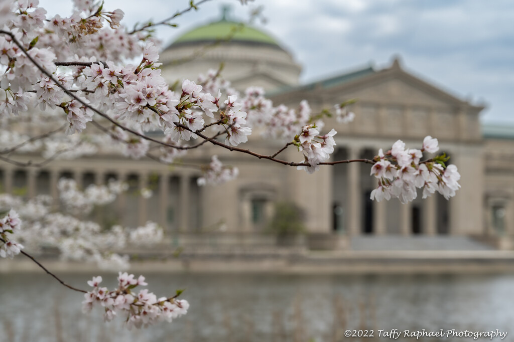 Cherry Tree Blooms by taffy