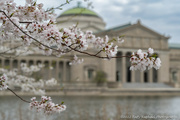 30th Apr 2022 - Cherry Tree Blooms