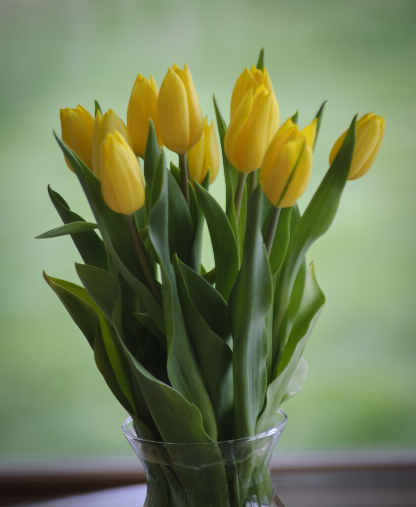Tulips for my girlfriend (wife) by ggshearron