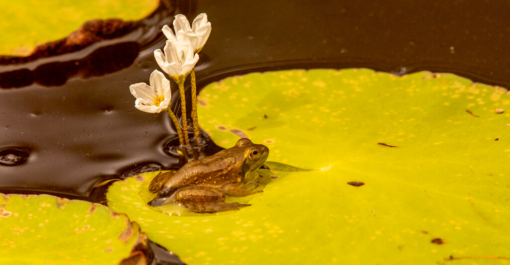 Frog on the Lily Pad! by rickster549
