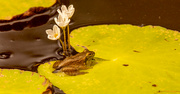 3rd May 2022 - Frog on the Lily Pad!