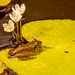 Frog on the Lily Pad! by rickster549