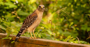 3rd May 2022 - Red Shouldered Hawk!