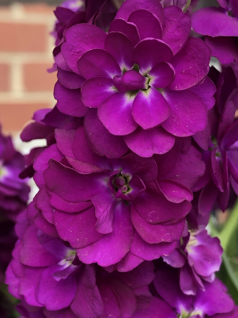 Purple flowers by homeschoolmom