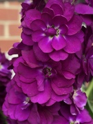 24th Apr 2022 - Purple flowers