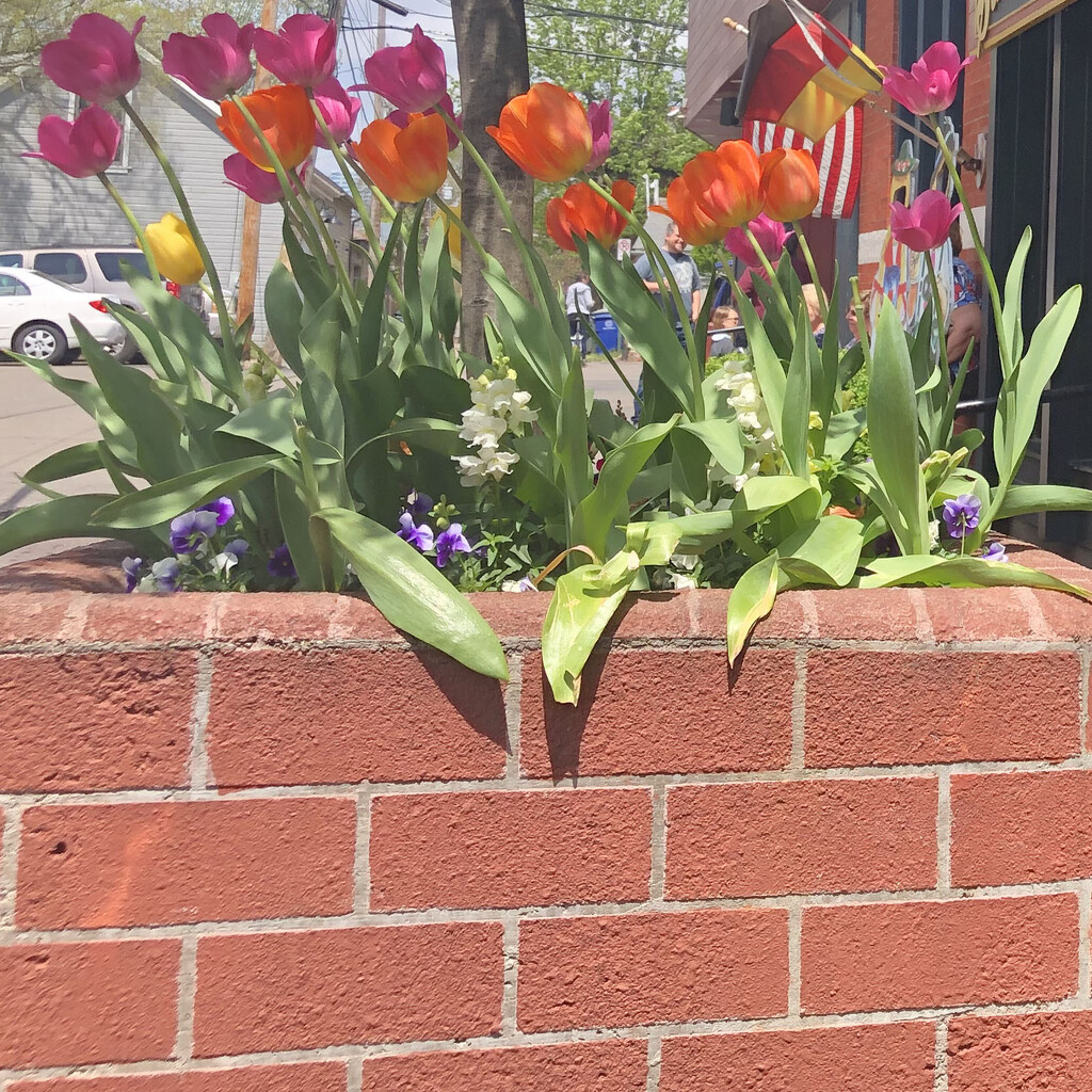 Half planter, half tulips by homeschoolmom
