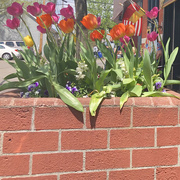 1st May 2022 - Half planter, half tulips