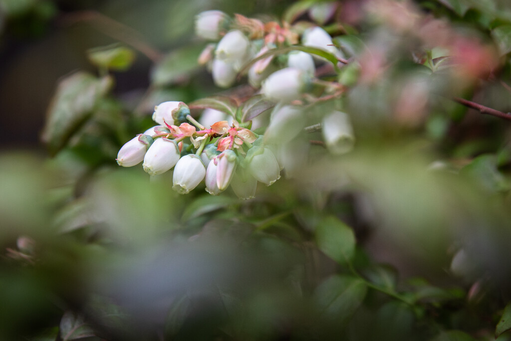 More Surprise Blooms by tina_mac