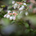 More Surprise Blooms by tina_mac