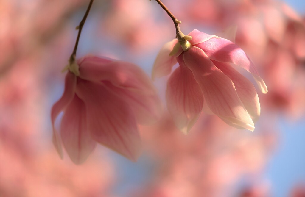 Magnolias by lynnz