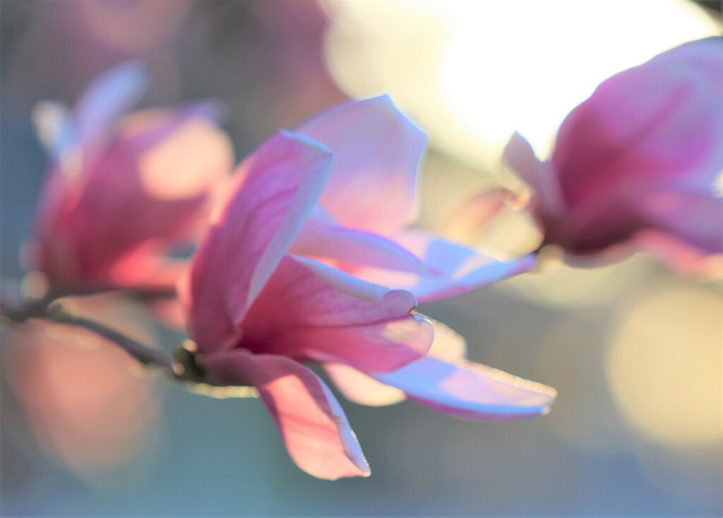 Light on the Magnolia  by lynnz