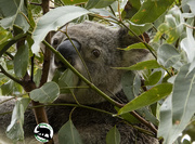 3rd May 2022 - Wild Koala Day