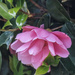 Late Camelia by mumswaby
