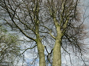 3rd May 2022 - Beech tree.