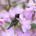 Ruby-throated Hummingbird by mccarth1