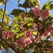 Under the Kwanzan cherry tree 7... by marlboromaam