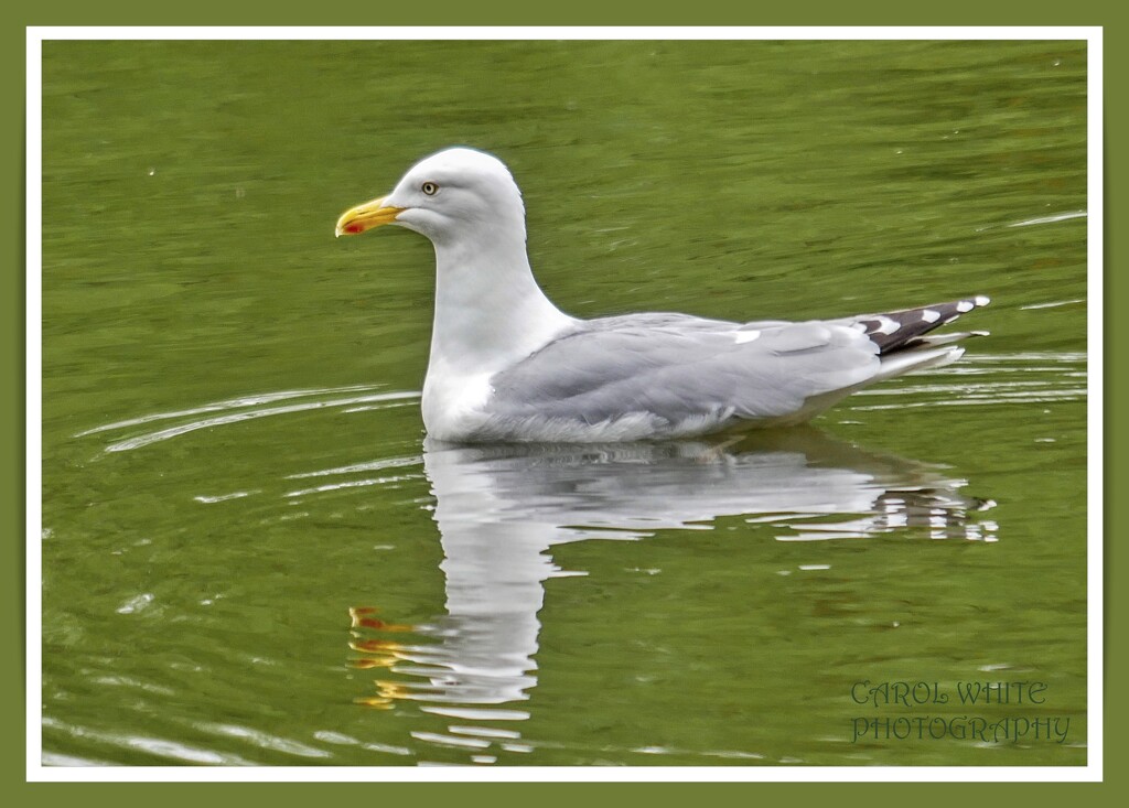 Herring Gull by carolmw
