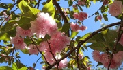 22nd Apr 2022 - Under the Kwanzan cherry tree 8...