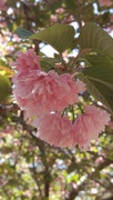 23rd Apr 2022 - Under the Kwanzan cherry tree 9...