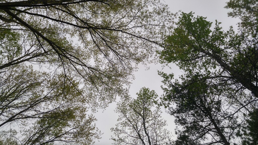 Spring tree tops on a cloudy day... by marlboromaam