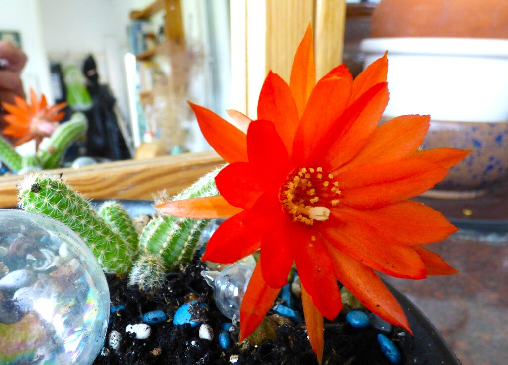 My tiny cactus in flower  by beryl