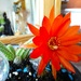 My tiny cactus in flower  by beryl