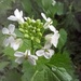 Garlic mustard blooming by 365projectorgjoworboys