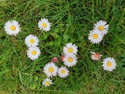 2nd May 2022 - Daisies in the lawn.