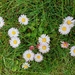 Daisies in the lawn. by samcat