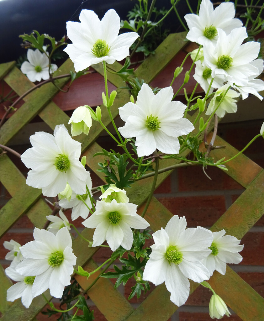 Early Virgin's Bower Clematis  by marianj