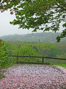 4th May 2022 - Spring's Confetti Path