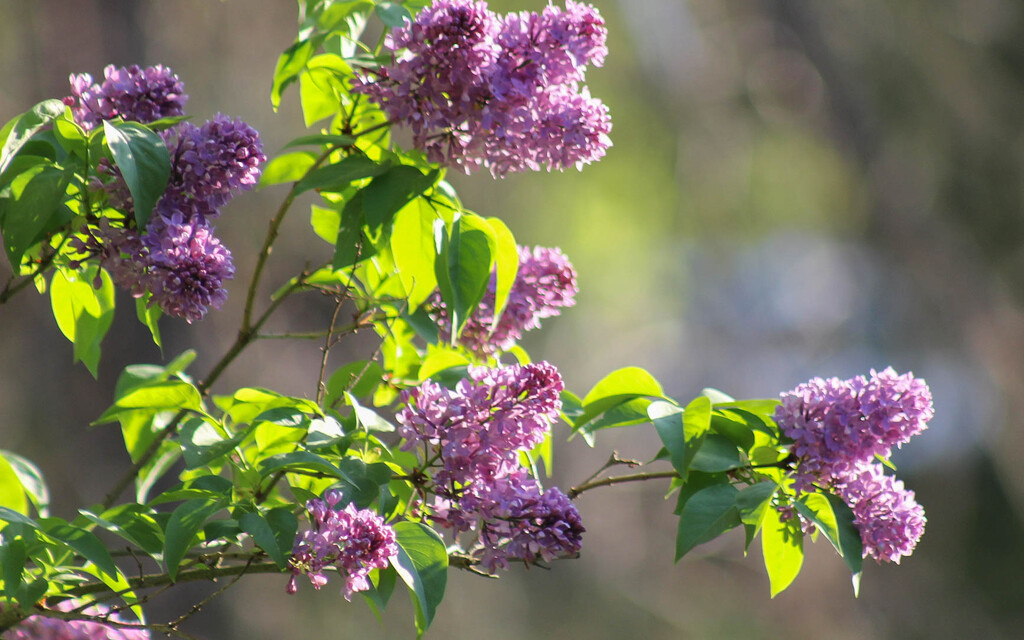 Lilacs by mittens