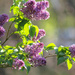 Lilacs by mittens