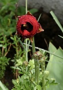 4th May 2022 - A red poppy has appeared !