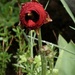 A red poppy has appeared ! by orchid99