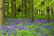 4th May 2022 - Bluebell Wood